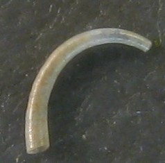 Caecum dall''Asinara